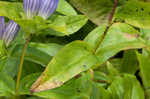 Bottle gentian